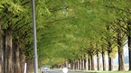 Metasequoia row of trees：メタセコイヤ並木
